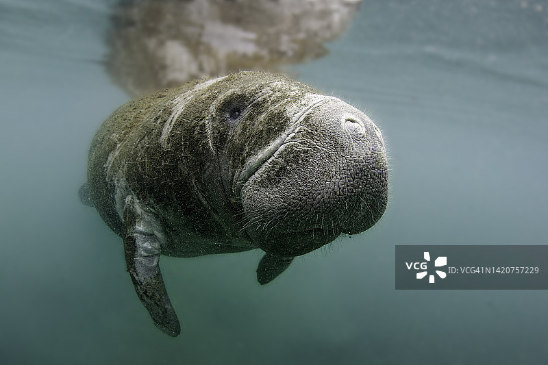 大鼻子小海牛特写图片素材