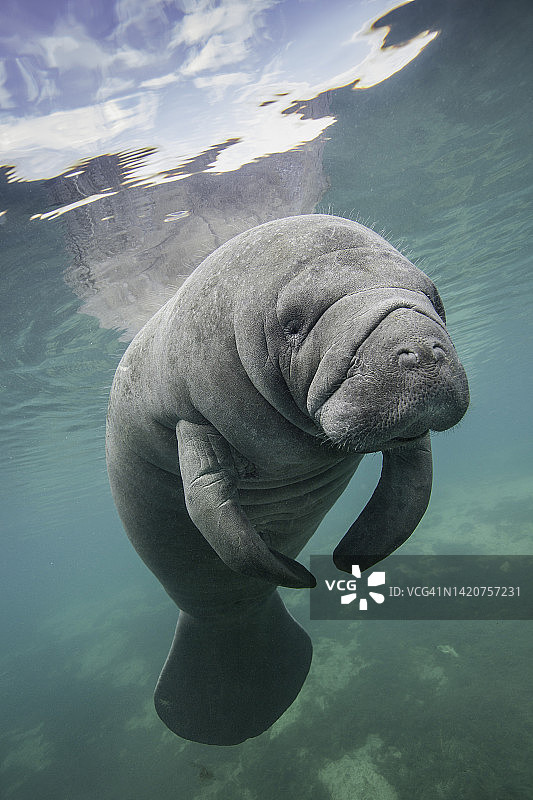 佛罗里达淡水泉中的海牛图片素材