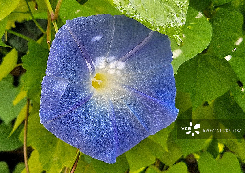牵牛花特写图片素材
