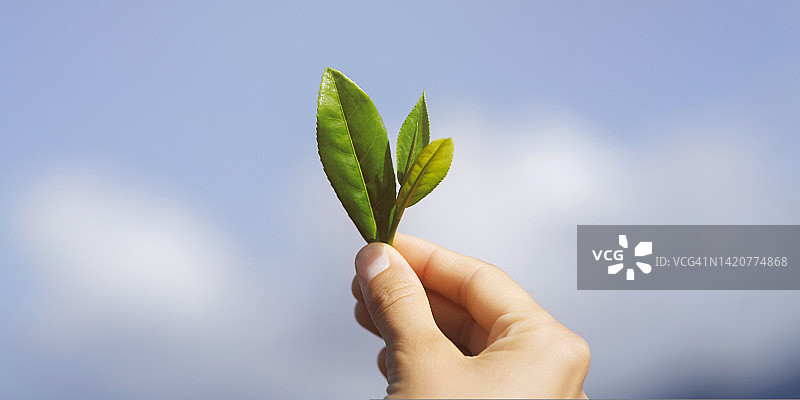 手持蓝天背景下的新鲜茶叶图片素材