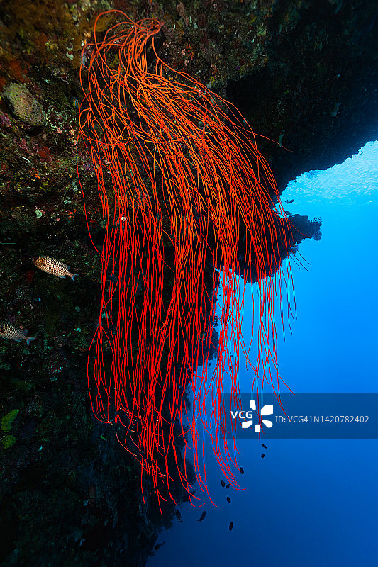壮观的空中花园，帕劳，密克罗尼西亚深悬的红色鞭珊瑚图片素材