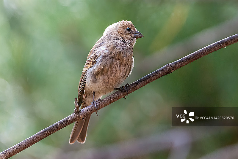 树上的雌性家朱雀图片素材