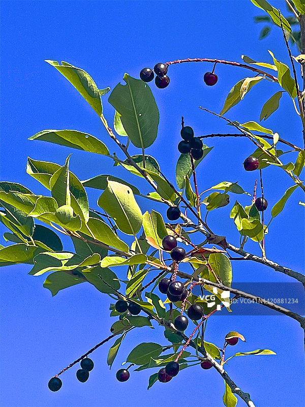 高灌木上生长的黑色稠李图片素材
