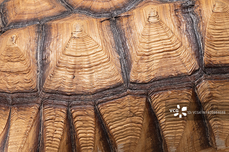 苏卡达陆龟特写图片素材