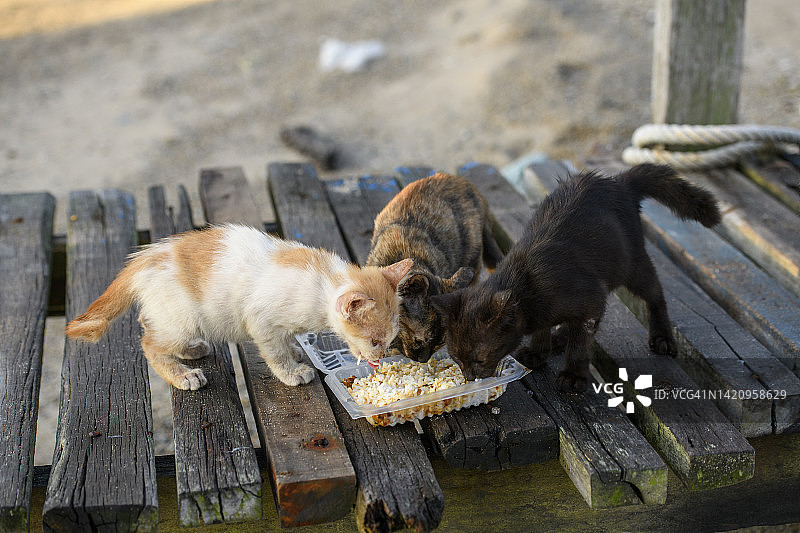 渔人码头吃米饭的小流浪猫图片素材