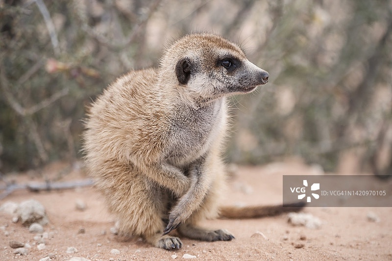 卡拉哈里沙漠中感到寒冷的狐獴图片素材
