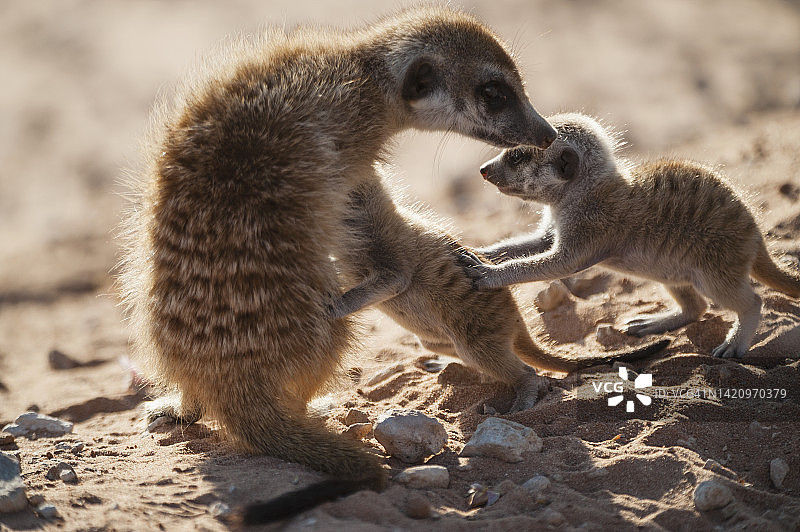 与幼崽在一起的猫鼬，卡拉哈里沙漠图片素材