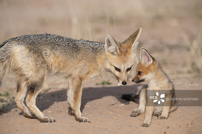 卡拉哈里沙漠的南非狐与幼崽图片素材