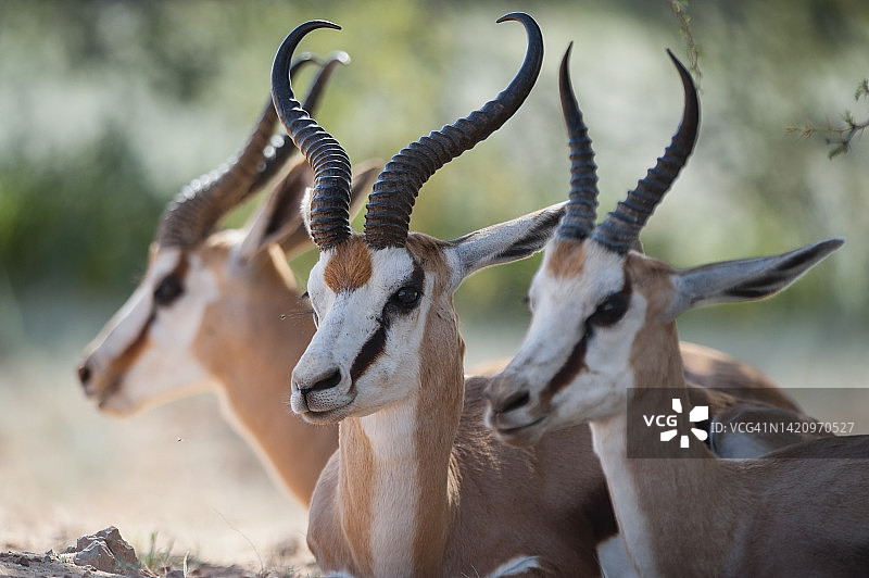 跳羚，卡拉哈里图片素材