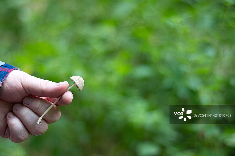 锥盖伞图片素材