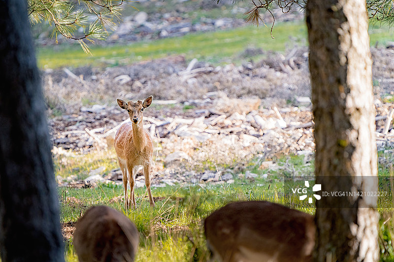 小鹿看着镜头，森林中的野生动物图片素材