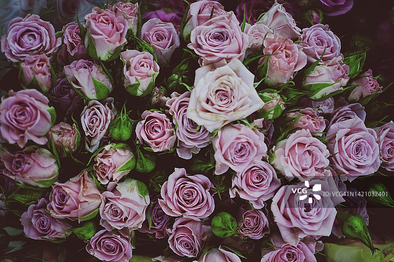 玫瑰花束特写图片素材