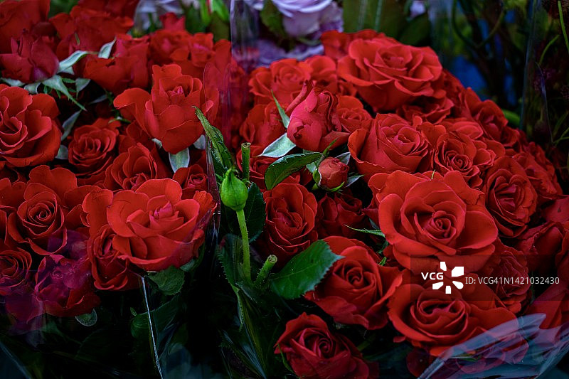 玫瑰花束特写图片素材