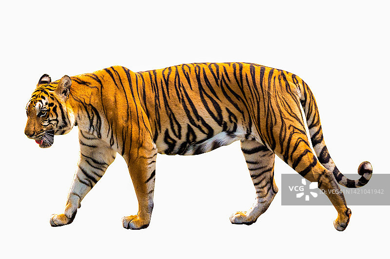 白色背景下的老虎全身照图片素材