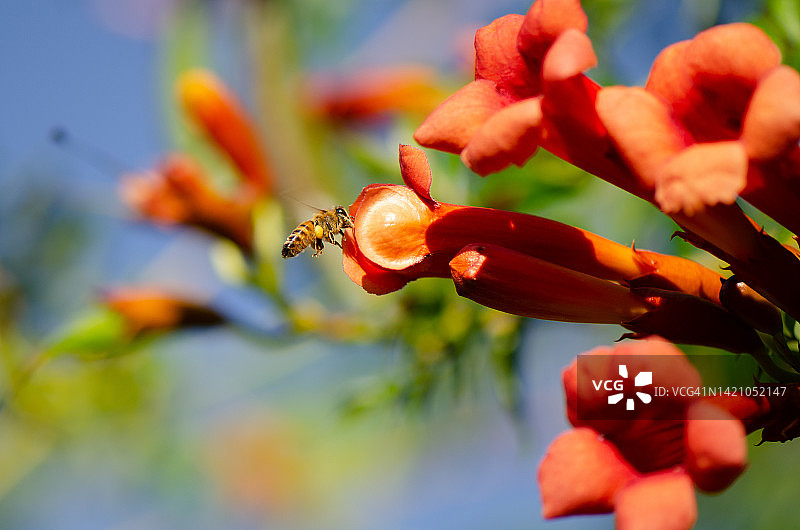 冬季来临前蜜蜂不停的工作图片素材