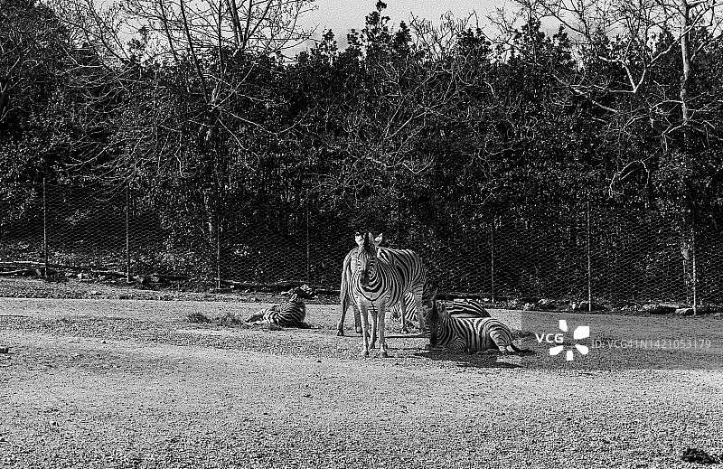 黑白斑马图片素材