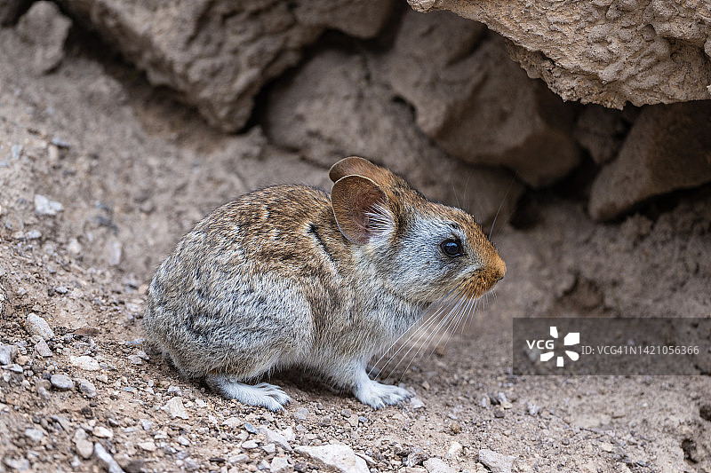 甘肃鼠兔图片素材