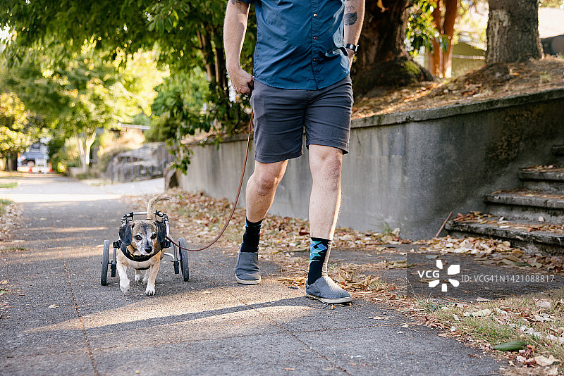 遛残疾小狗的男人图片素材