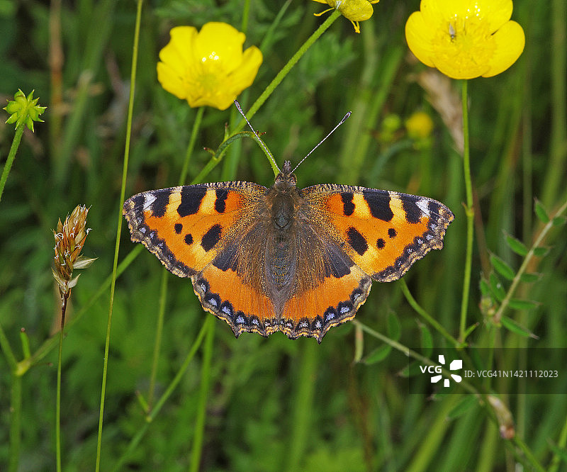 小 tortoiseshell 蝴蝶图片素材