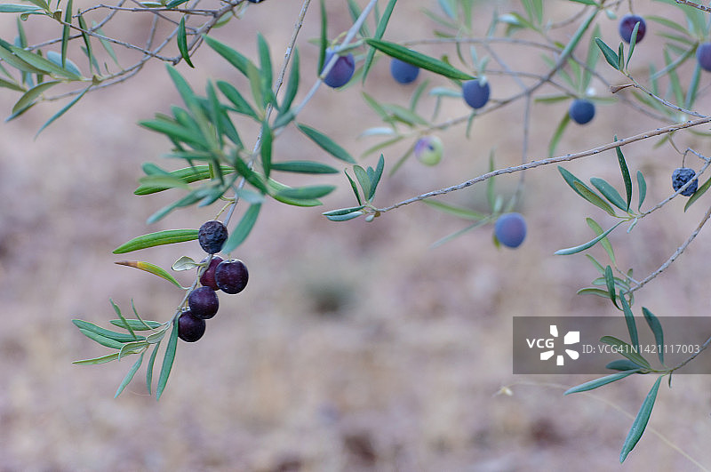 带有紫色成熟橄榄和棕色模糊背景的橄榄枝图片素材