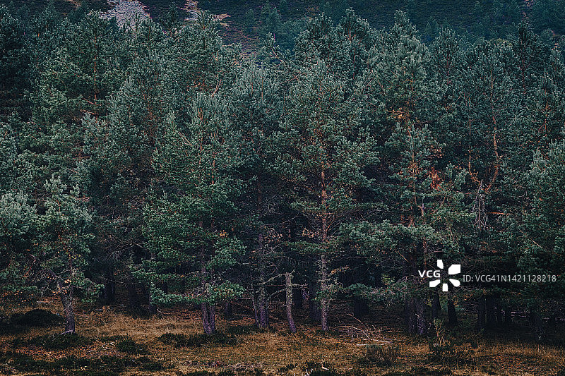 夏季松树林图片素材