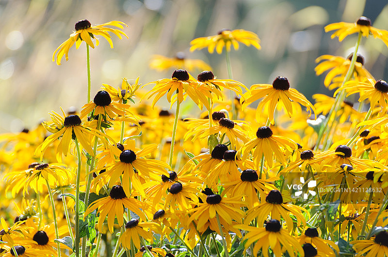 阳光明媚的黑眼苏珊花，背景模糊图片素材
