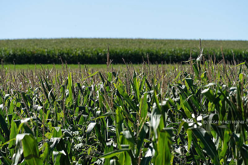 地平线上广阔的玉米地图片素材