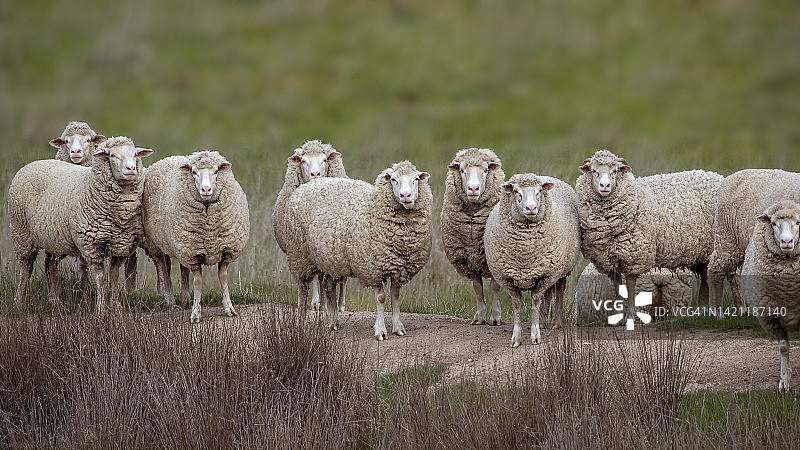 牧场里的美利奴羊图片素材