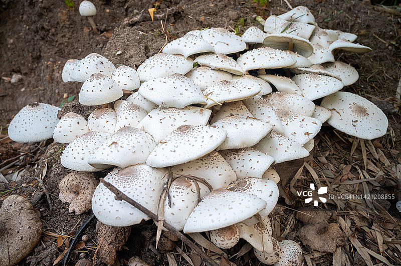 森林里生长的野生蘑菇图片素材