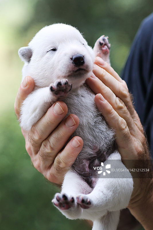 澳大利亚牧牛犬幼犬图片素材