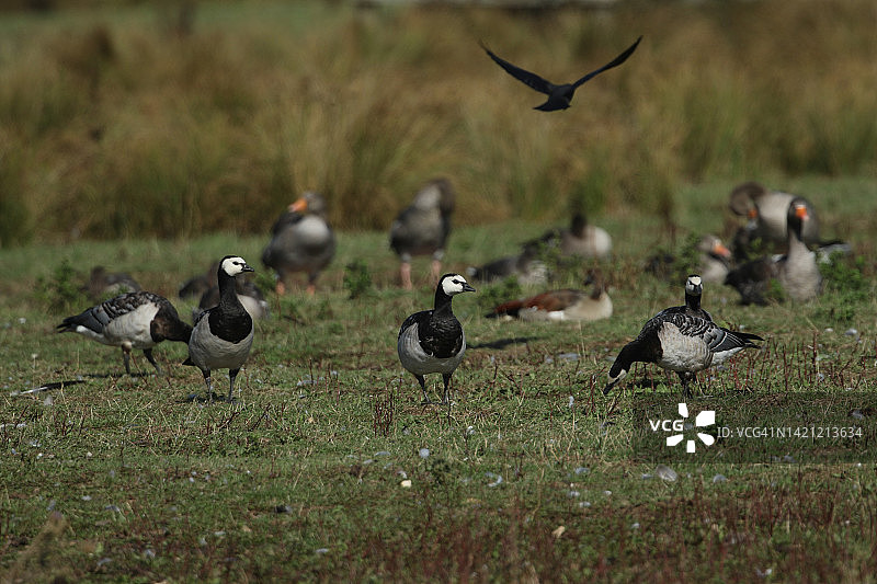 白额黑雁在田野里与其他鹅一起觅食图片素材