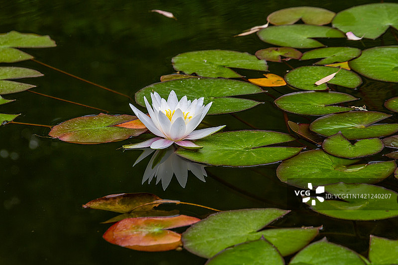 睡莲花图片素材