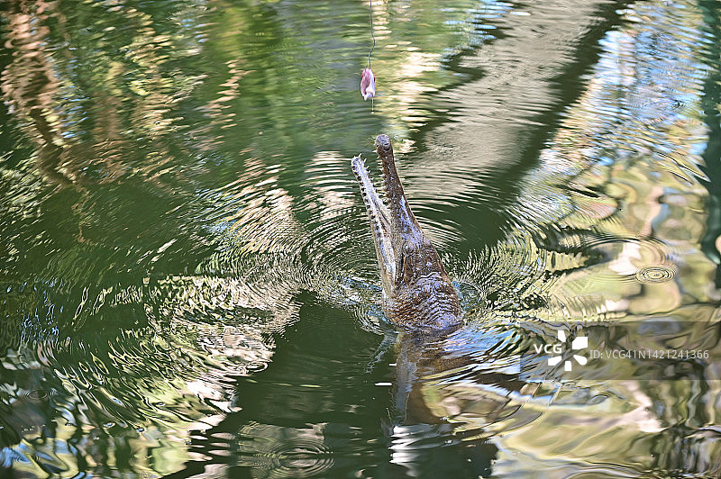 澳大利亚淡水鳄咬住诱饵图片素材