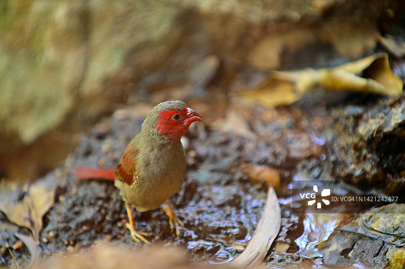 红脸噪鹛图片素材
