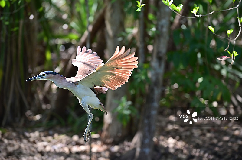 展开翅膀飞翔的绿鹭水鸟图片素材