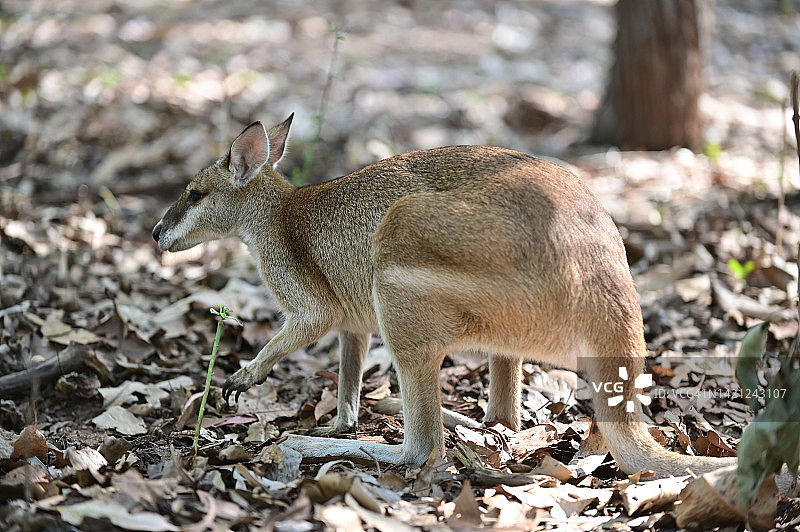羚大袋鼠小袋鼠图片素材