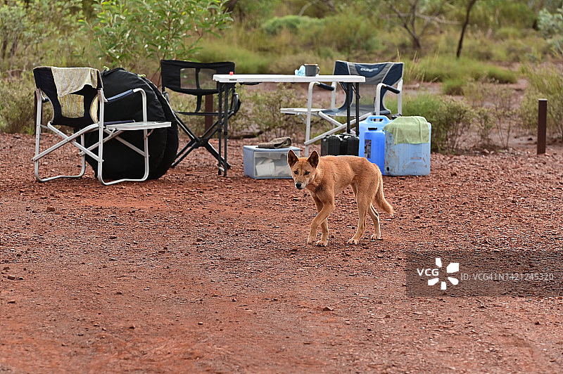 在户外营地寻找食物的澳洲野犬图片素材
