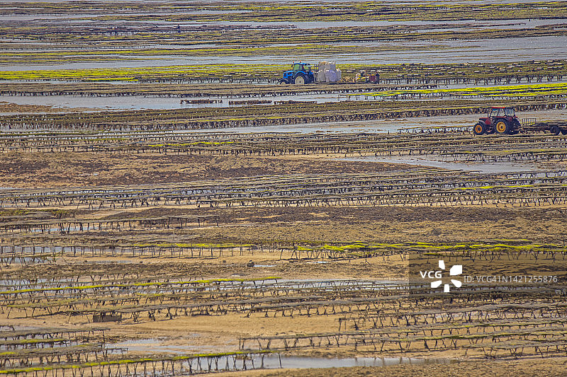 法国诺曼底古维尔-瑟尔-梅尔的牡蛎养殖图片素材