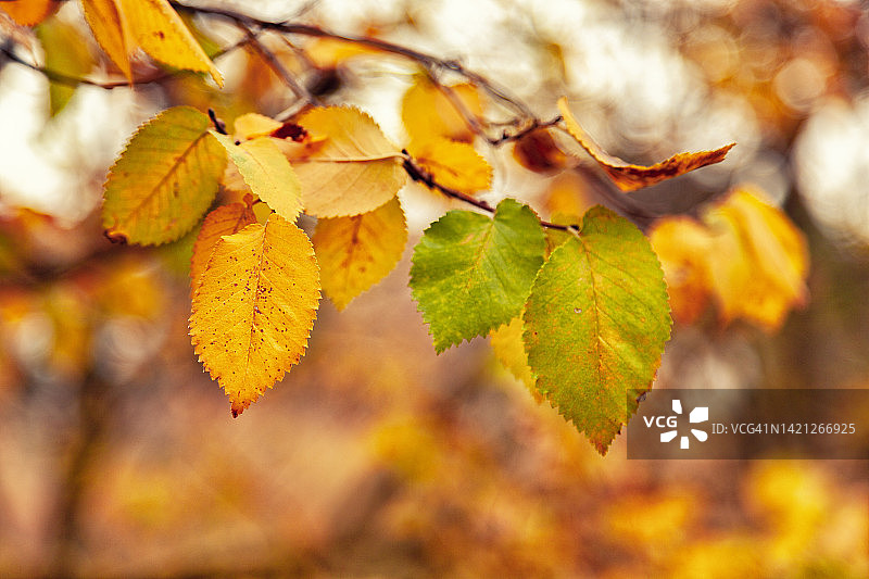 秋日夕阳下榆树叶特写图片素材