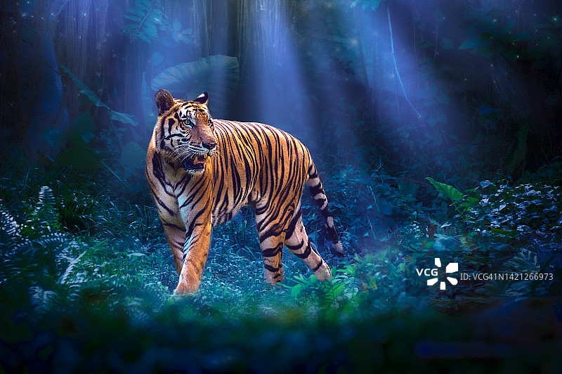 森林中行走的老虎奇幻概念图片素材