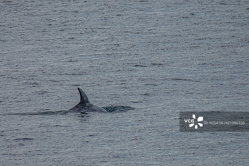 海豚，布列塔尼布雷阿岛，法国图片素材