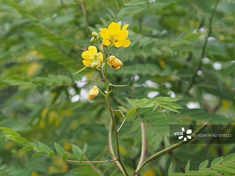 铁刀木黄色的花和绿色的叶子图片素材