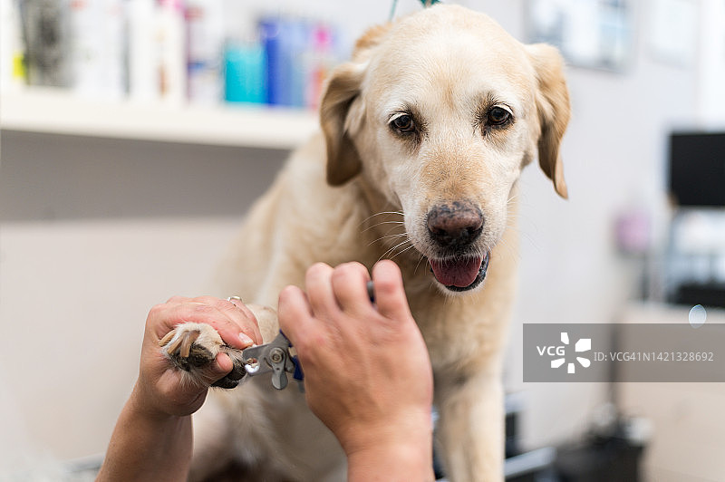 兽医为拉布拉多犬剪指甲特写图片素材