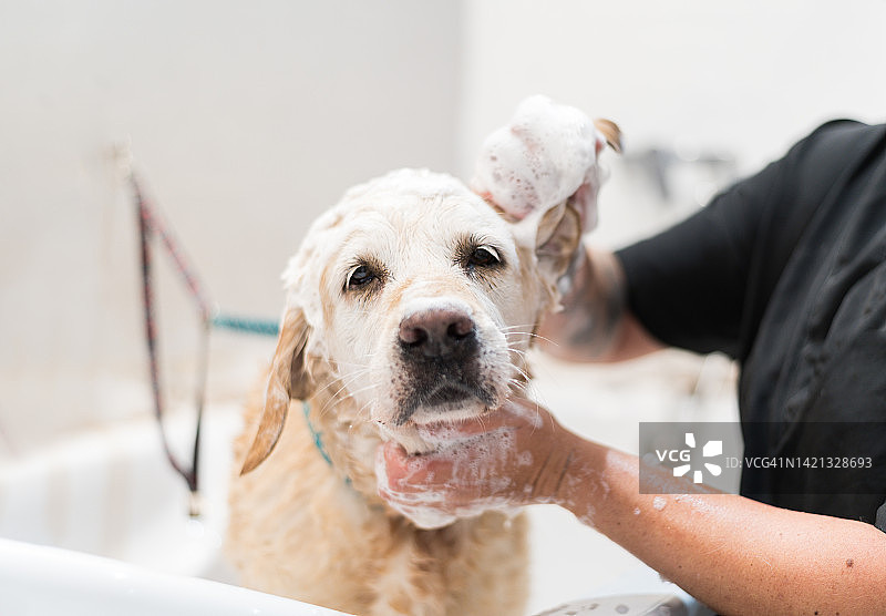 浴缸中洗澡的拉布拉多犬特写图片素材
