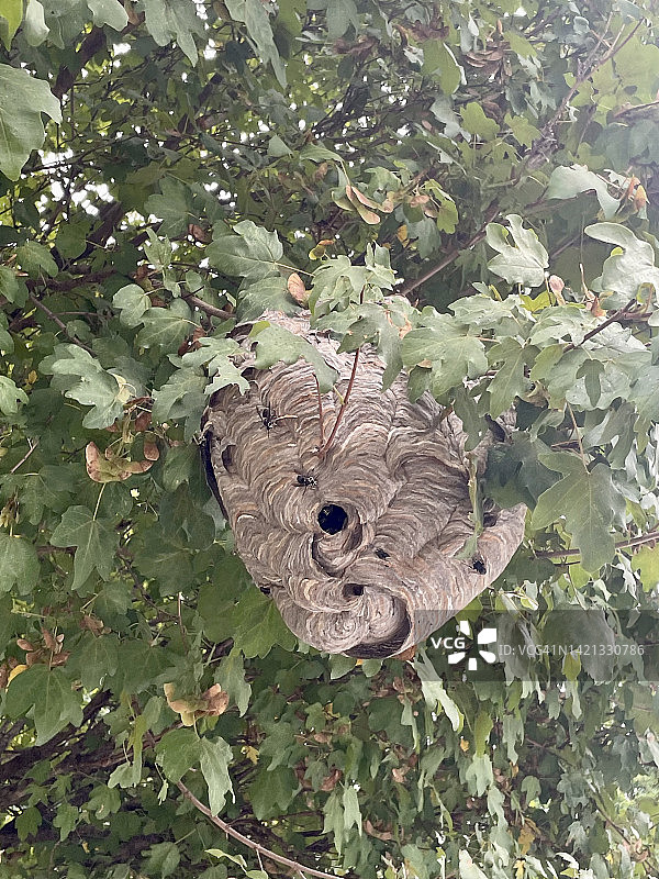 隐藏在树中的黄蜂窝图片素材