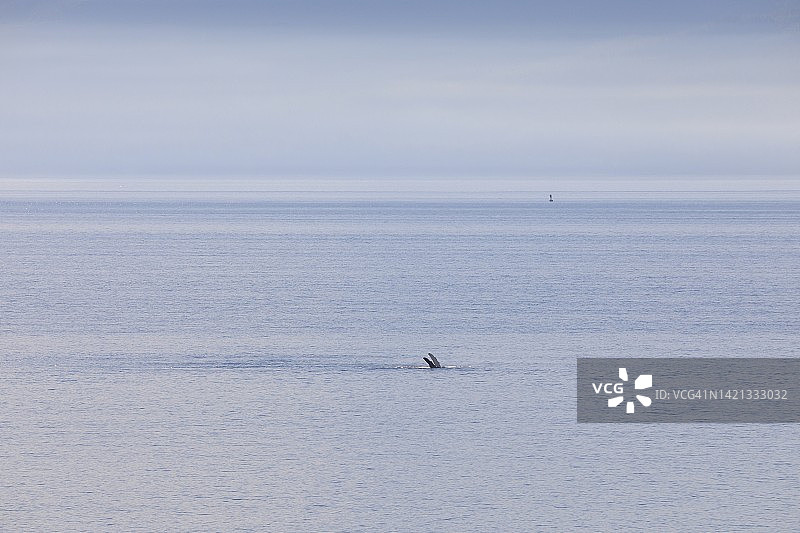 海洋观鲸图片素材