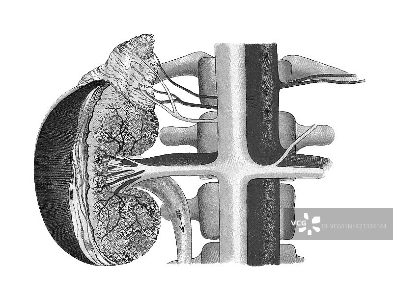 人肾切片旧刻版图图片素材