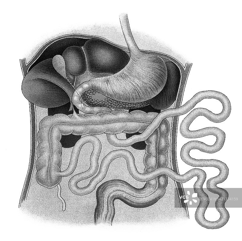 人体腹部内脏的古老彩色石印插画图片素材