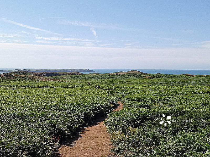 Skomer岛的夏季图片素材