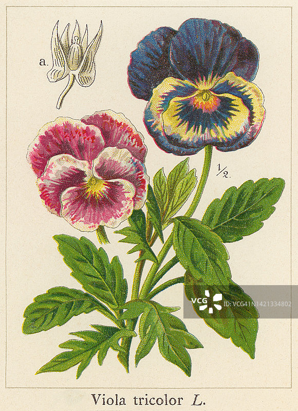 三色堇古旧彩色石印插画图片素材